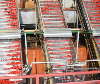 番茄醬原果提升系統(tǒng)